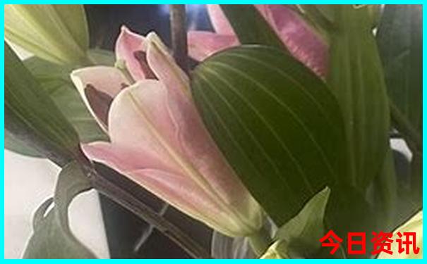 hpv排行榜前十名
